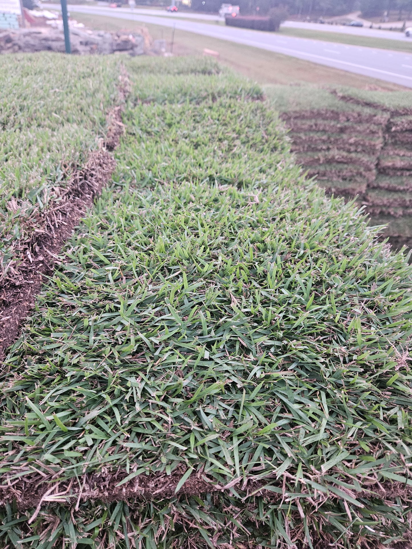 Meyer Zoysia | 504 sq ft | PER PALLET (Pre-Paid Order) Delivery scheduled 3 days from your order date