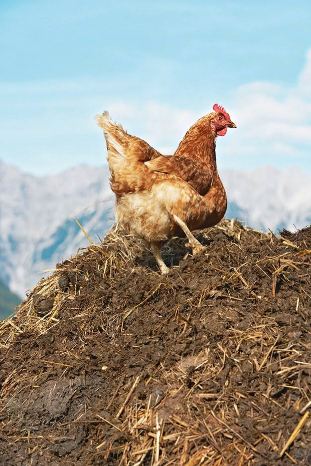 Premium Organic Chicken Manure Fertilizer