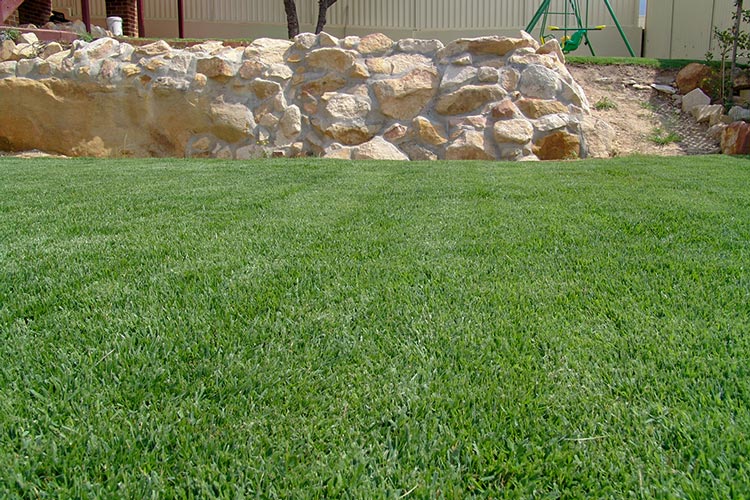 Empire Zoysia | 450 sq ft | PER PALLET (Pre-Paid Order)