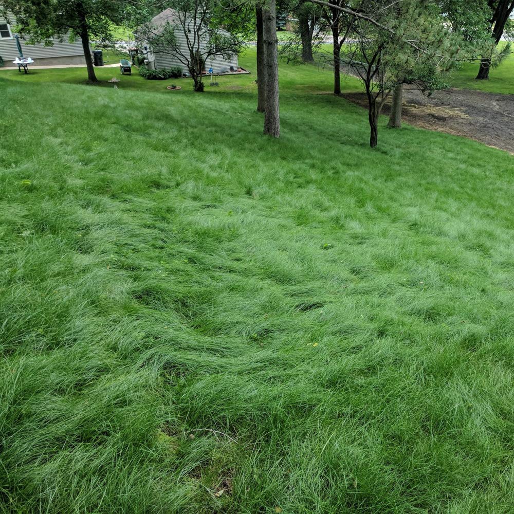 Fescue 500 sq Ft | PER PALLET (Pre-Paid Order) - Delivery scheduled 3 days from your order date