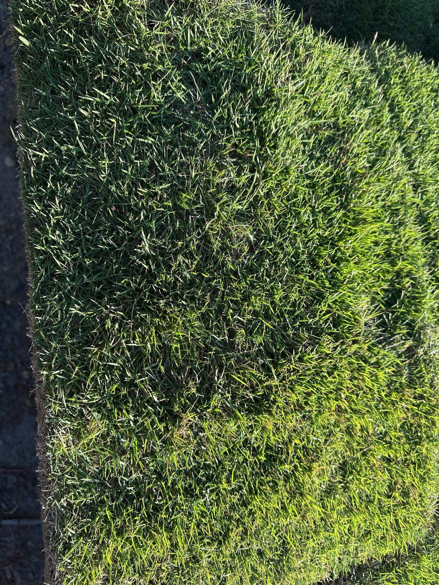 Zeon Zoysia |  450 sq ft | PER PALLET  (Pre-Paid Order) Delivery scheduled 3 days from your order date