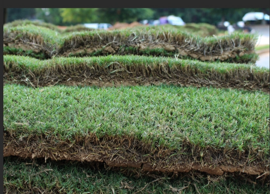 Bermuda Grass Sod (individual Piece 16x24)
