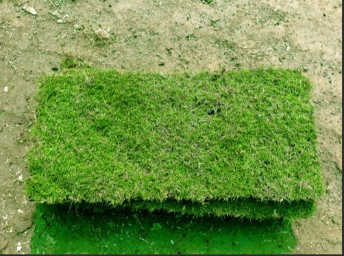 Bermuda Grass Sod (individual Piece large 24x48)