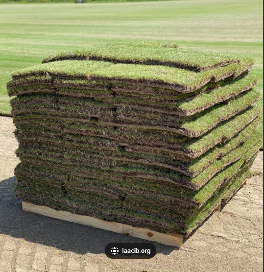 Bermuda Grass Sod (individual Piece large 24x48)
